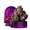 Kaufen Sie Wizard Trees New Yorker, eine euphorisierende und entspannende Hybridsorte, auf 420coffeeshop.de. Genießen Sie Premium-Qualität und diskrete Lieferung in Deutschland.